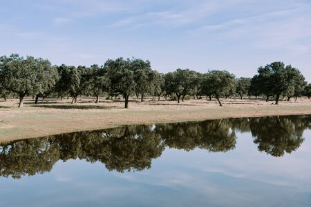 Beautiful scenery of the banks of a river with oak trees reflected in water