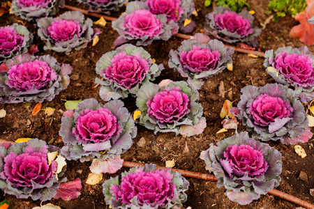 Brassica Oleracea Ornamental Cabbage in a gardenの写真素材