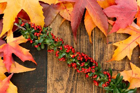 Autumn colors. Fall leaves and a branch with red berries
