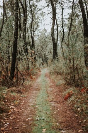 Beautiful path in the forest with fall leavesの写真素材