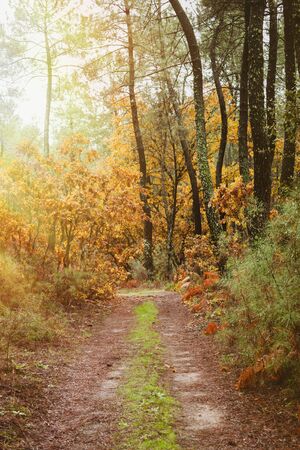 Beautiful path in the forest with fall leavesの写真素材