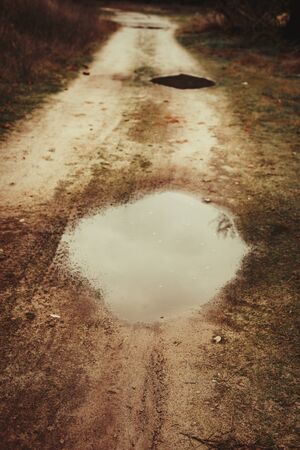 Path in the forest with puddlesの写真素材