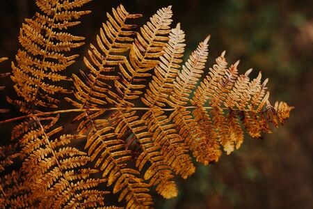 Brown leaf of fern in the nature on a dark backgroundの写真素材