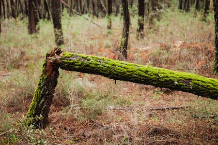 Broken trunk of a tree full of green mossの写真素材
