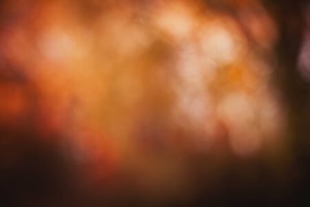 Blur background of trees in autumn for use as wallpaperの写真素材