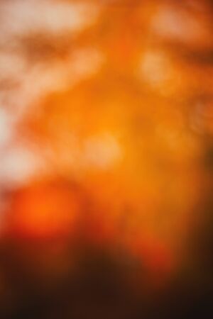 Blur background of trees in autumn for use as wallpaperの写真素材