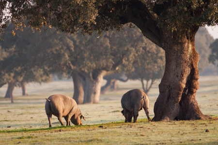 Iberian pigs grazing in the Extremadura landscape in Spainの写真素材