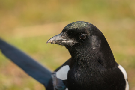 Portrait of black and white magpie in the natureの写真素材