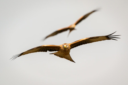 Awesome bird of prey in flight with the sky of background