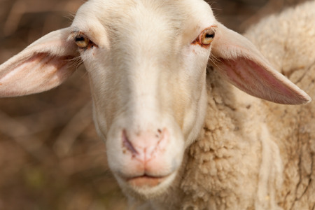 Nice sheep grazing in the meadow with green grassの写真素材