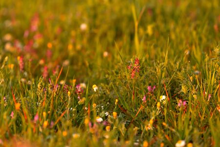 Wild herbs in spring with small flowersの写真素材