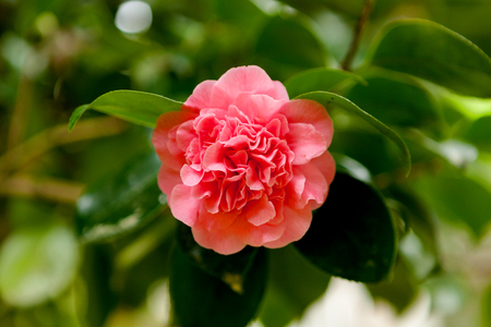 Beautiful pink flower during spring in the natureの写真素材