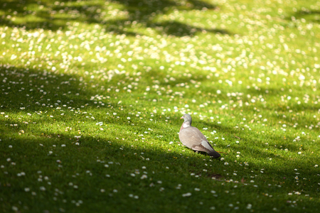 Grey pigeon walking by flowered meadow during springの写真素材