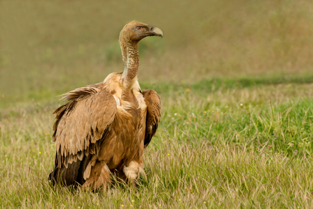 Portrait of a young vulture in the natureの写真素材