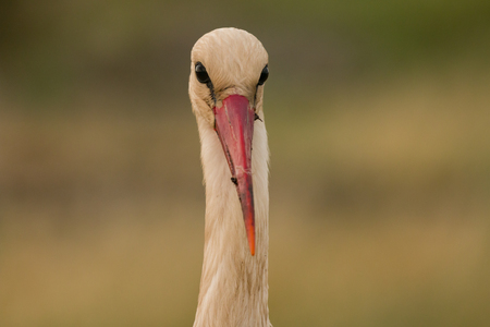 Natural profile of a elegant stork in the fieldの写真素材