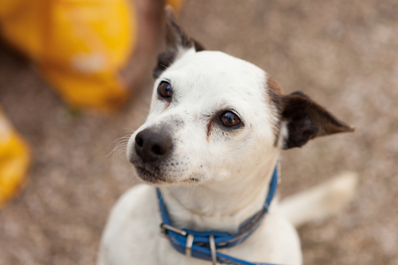 Small white dog with black ears, nose and eyes outsideの写真素材