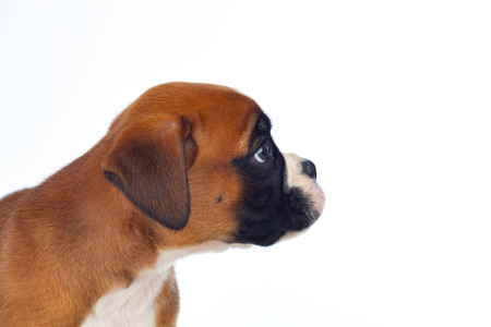 Adorable boxer puppy sitting on a isolated white backgroundの写真素材