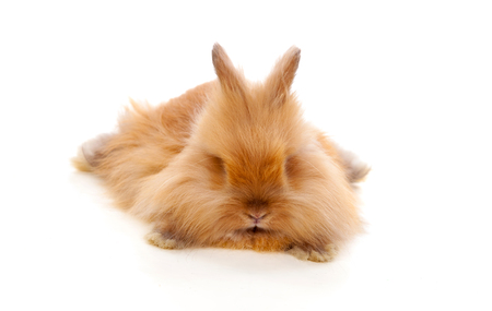 Beautiful brown rabbit toy with long and soft hair lying down isolated on a white backgroundの写真素材