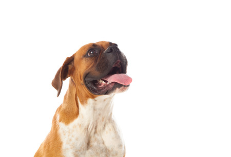 Beautiful brown boxer dog isolated on a white backgroundの写真素材