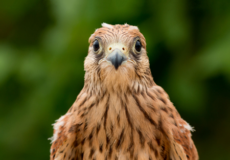 Portrait of a young kestrel with a beautiful plumageの写真素材