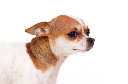 Small dog isolated on a white backgroundの写真素材