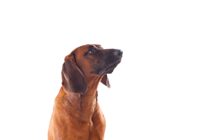 Brown hound of Bavarian isolated on a white backgroundの写真素材