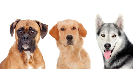 Three different adult dogs isolated on a white backgroundの写真素材
