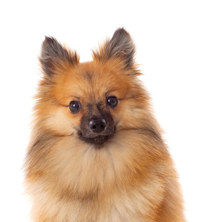 Beautiful brown Pomeranian dog isolated on a white backgroundの写真素材