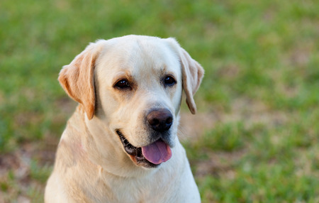 Beautigul Yellow Golden Labrador on the grassの写真素材