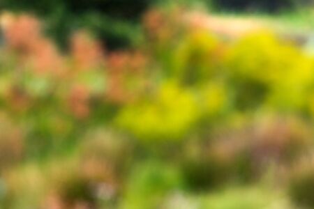 Blur background of grass for use as wallpaperの写真素材