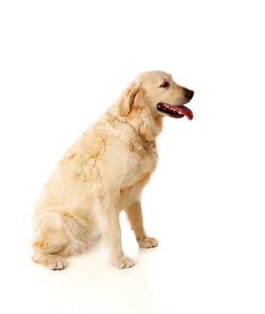 Beautiful Golden Retriever dog breed in isolated studio on white backgroundの写真素材