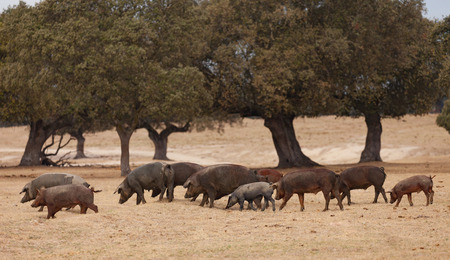 Iberian pigs grazing among the oaks in the field of Extremadura