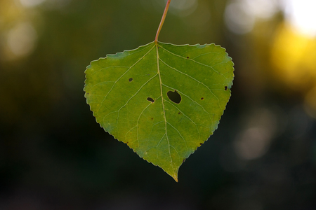Green leaf close up for backgroundの写真素材