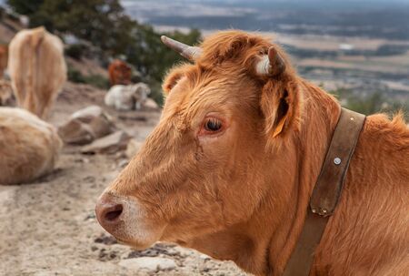 Profile of a red haired cow with other cows of backgroundの写真素材