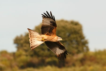 Awesome bird of prey in flight with the sky of backgroundの写真素材