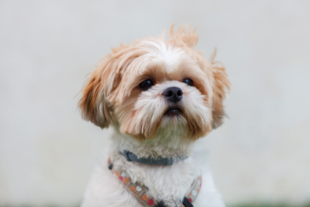 Portrait of a adorable Shih-Tzu dog with a funny faceの写真素材