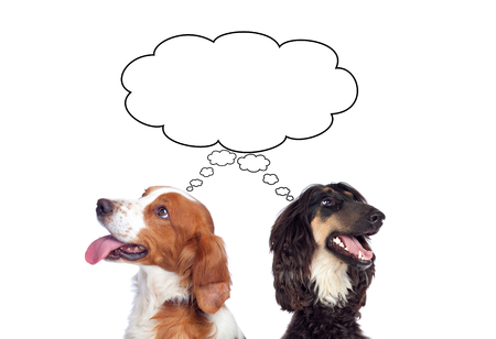 Two dogs isolated on a white background