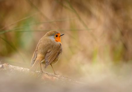 Pretty bird With a nice orange red plumage in the natureの写真素材