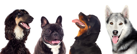 Differents dogs looking at camera isolated on a white backgroundの写真素材