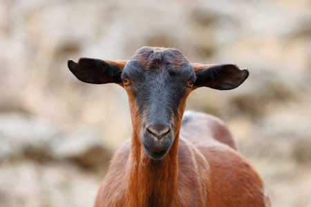 Brown goat walking in the countryside