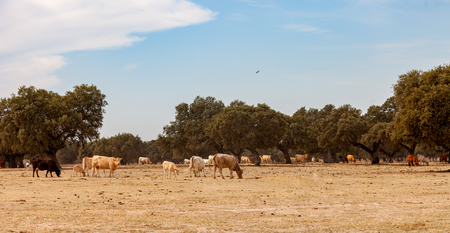 Many cows grazing in the countrysideの写真素材