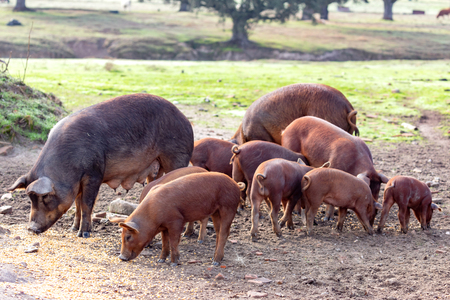 Iberian pigs grazing in a farm in the countryside of Extremaduraの写真素材