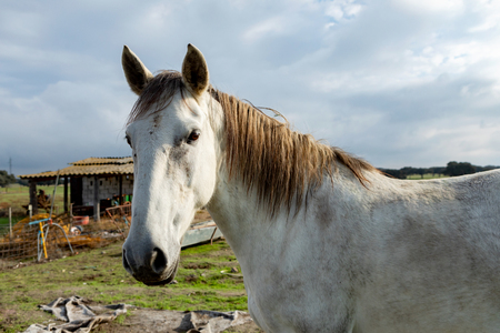 Portrait of a beautiful white horse in the countysideの写真素材