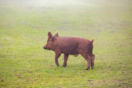 Iberian pigs grazing among the countryside in Spainの写真素材