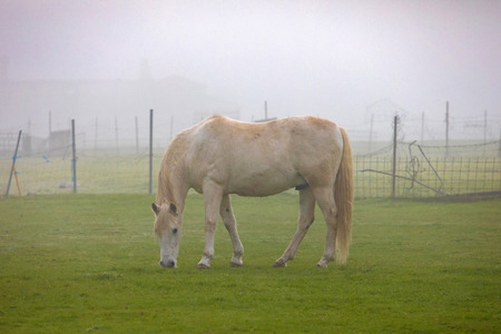 Horses grazing in the countyside in a foggy dayの写真素材