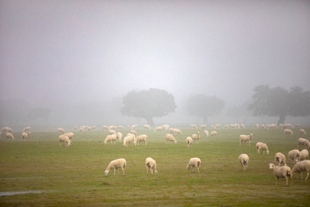 Sheep grazing on a green meadow during a foggy winter morningの写真素材