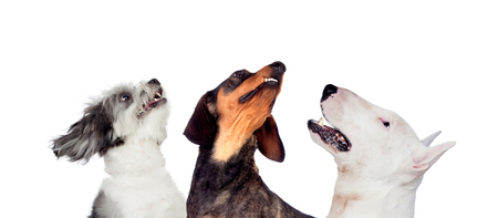 Differents dogs looking at camera isolated on a white backgroundの写真素材