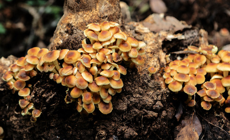 Orange small mushrooms group on a trunk close up