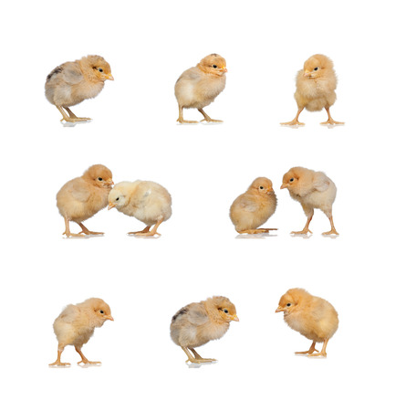 Meeting of yellow chickens at Easter isolated on a white backgroundの写真素材