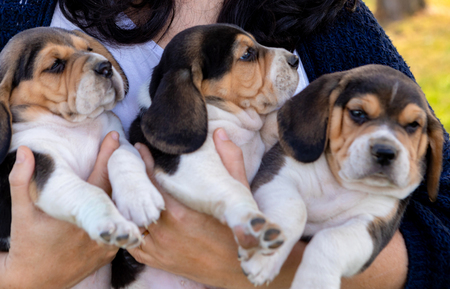 Vet woman holding three beautiful pupies outside.の写真素材